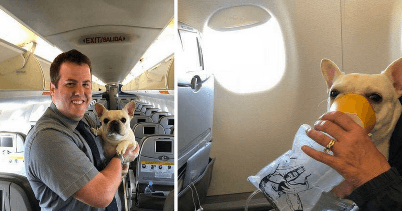 Flight attendants soothe anxious dog with an oxygen mask after it started to turn blue due to respiratory issues