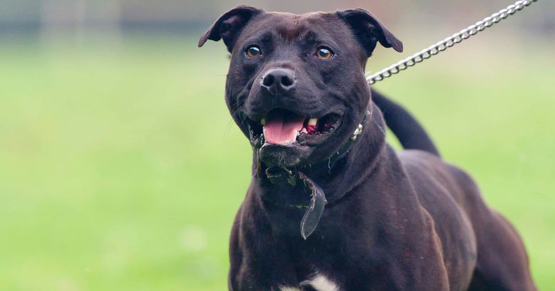 62-year-old man found dead with body half-eaten down to the ribs by his pet dog Cujo