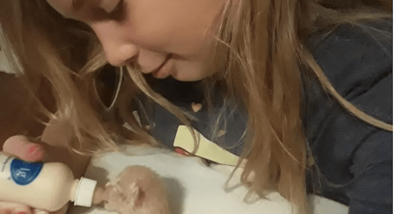 10-year-old girl dies of electrocution after trying to rescue kittens from behind a dryer