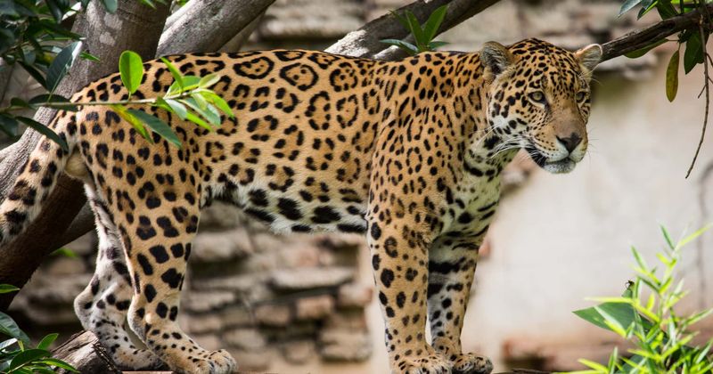 Toll from jaguar's killing spree at New Orleans zoo rises to 9