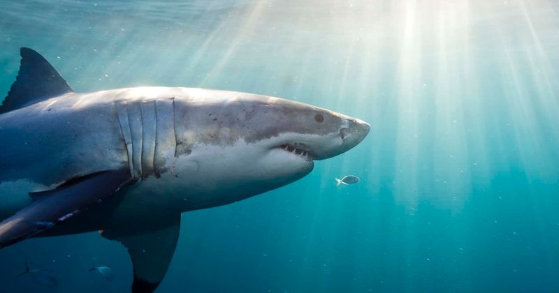 SUMMER OF FEAR: Florida's Fernandina Beach reopens after rare double shark attack left visitors terrified of the water