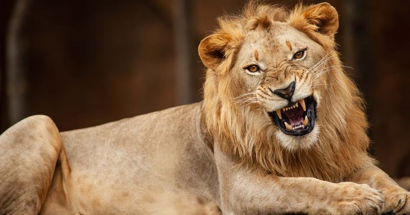 Woman mauled by lion after she entered its enclosure to take a picture with the big cat