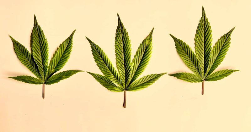 BREAKING: UK legalizes cannabis for medicinal use in move that splits community