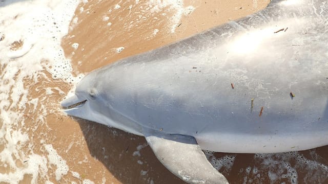 The dolphin was found dead on a beach in Waveland, Mississippi, on April 30 (NOAA)