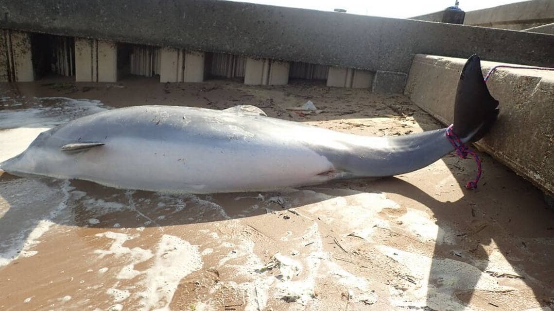 Marine mammal workers in Gulfport pulled this dead, pregnant bottlenose dolphin ashore April 20 after someone found it on the beach in Waveland. The rope on its tail was used to pull it ashore (Institute for Marine Mammal Studies)