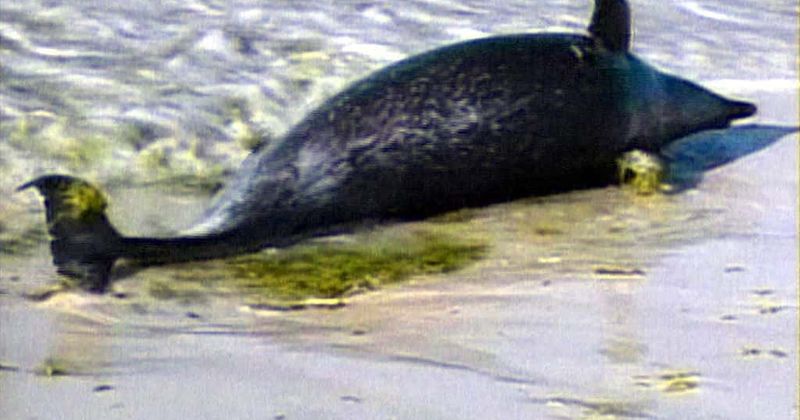 Who shot a pregnant dolphin? The reward for information has just been increased to $11,500
