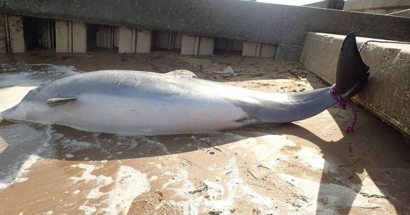 Who shot a pregnant dolphin? The reward for information has just been increased to $11,500