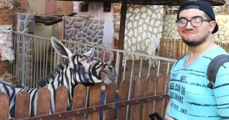 Egyptian zoo tries to fool people by painting donkeys to look like zebras