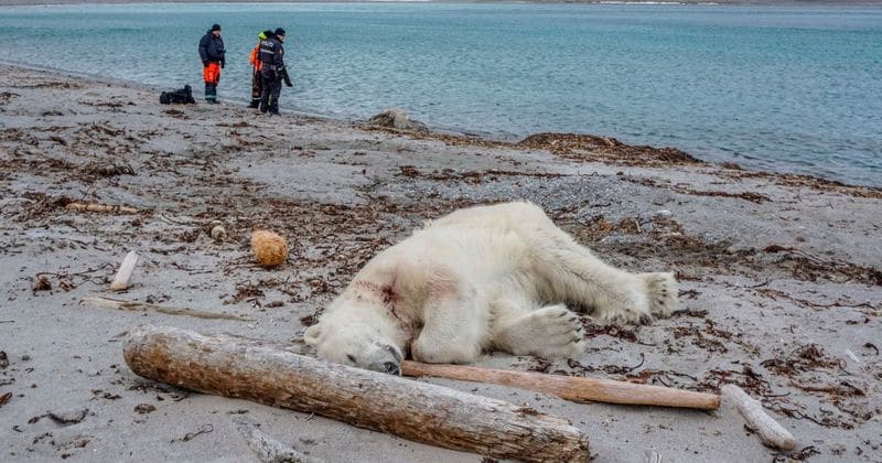 Polar bear shot dead after wounding cruise ship worker