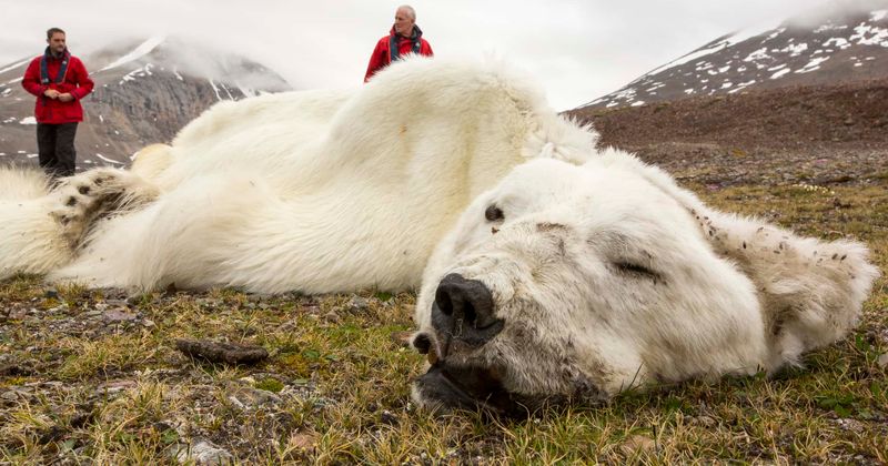 Polar bear shot dead after wounding cruise ship worker