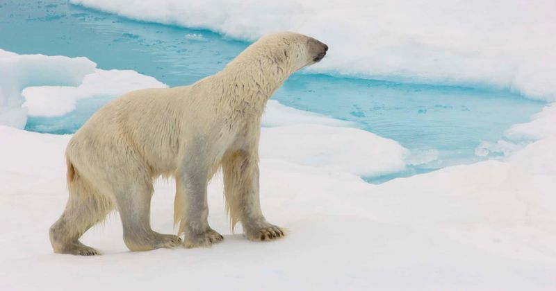 Photographer behind shocking pic of starving polar bear reveals how the story was hijacked