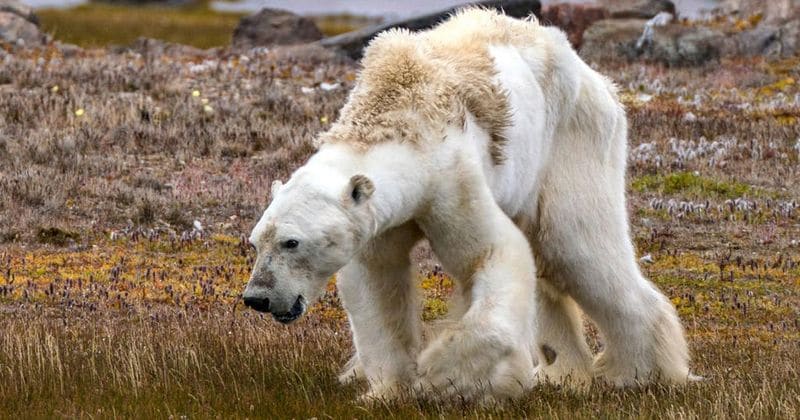 Photographer behind shocking pic of starving polar bear reveals how the story was hijacked