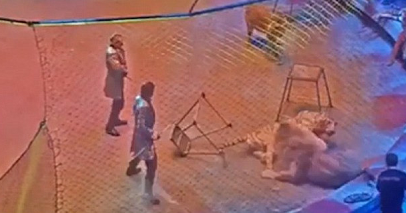 White tiger attacks young lion at Zapashny brothers circus performance