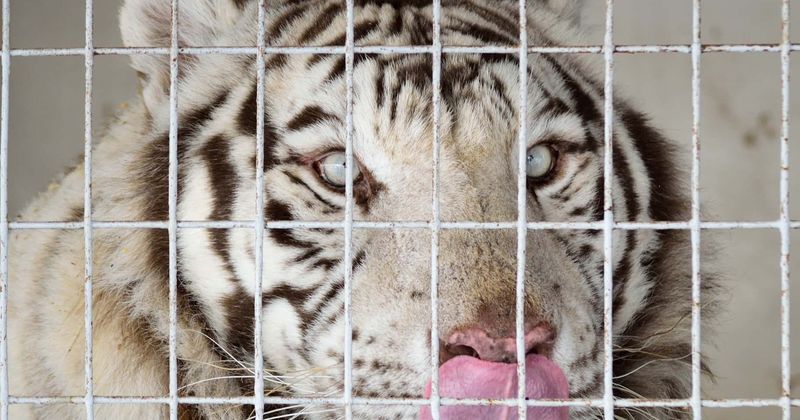 White tiger attacks young lion at Zapashny brothers circus performance