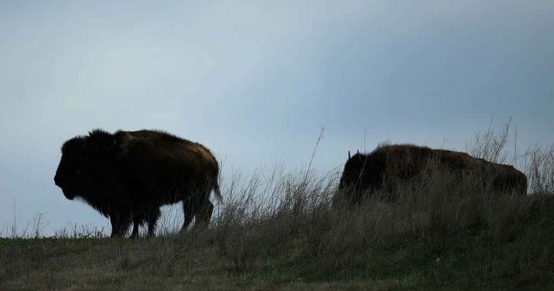 Watch: Unhinged man taunts 2,000-pound bison that charges at him twice in Yellowstone National park