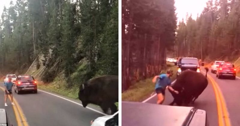 Watch: Unhinged man taunts 2,000-pound bison that charges at him twice in Yellowstone National park