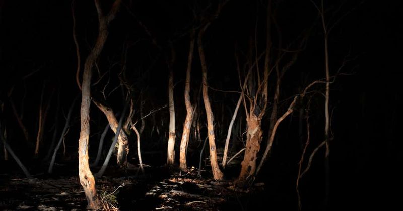 VIDEO: Family captures the moment a 'Gollum-like monster' was spotted walking by the forest