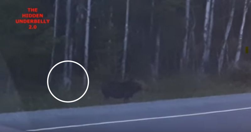 VIDEO: Family captures the moment a 'Gollum-like monster' was spotted walking by the forest