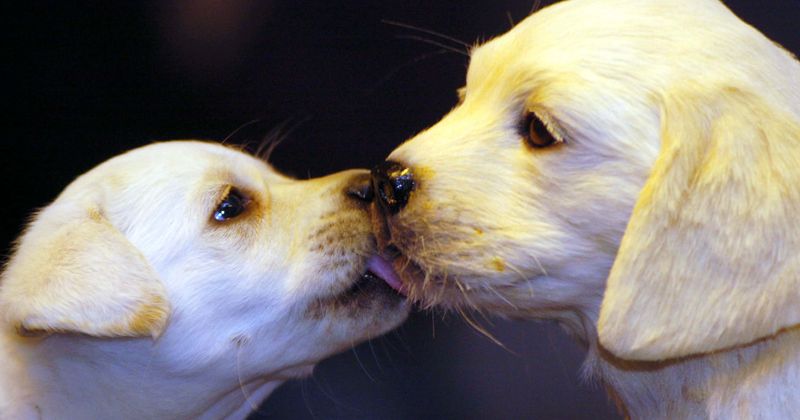 Kind-hearted woman rescues terrified abandoned puppies dumped in a plastic bag