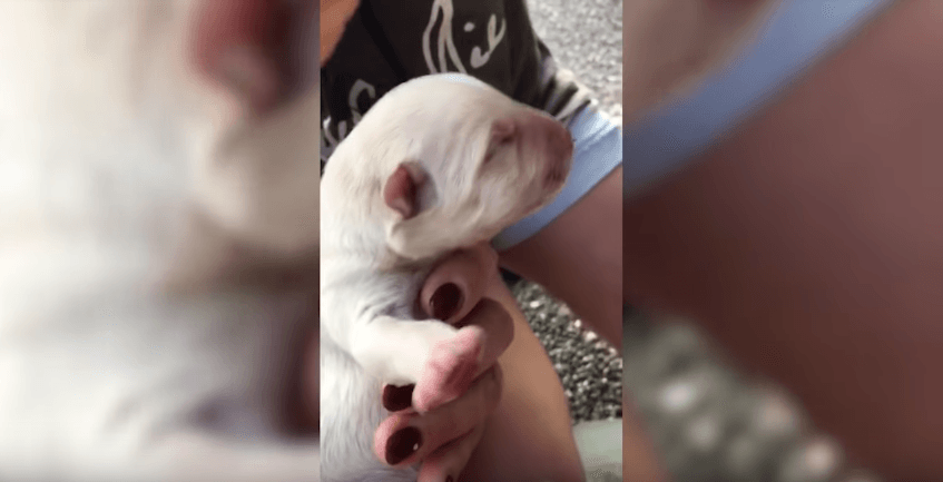 One of the puppies rescued by Sussana. Source: YouTube