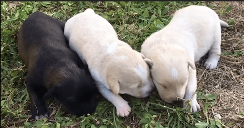 Kind-hearted woman rescues terrified abandoned puppies dumped in a plastic bag