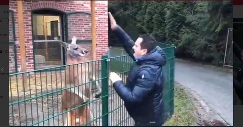 Footage of sick televangelist punching frightened kangaroo in zoo sparks public outrage
