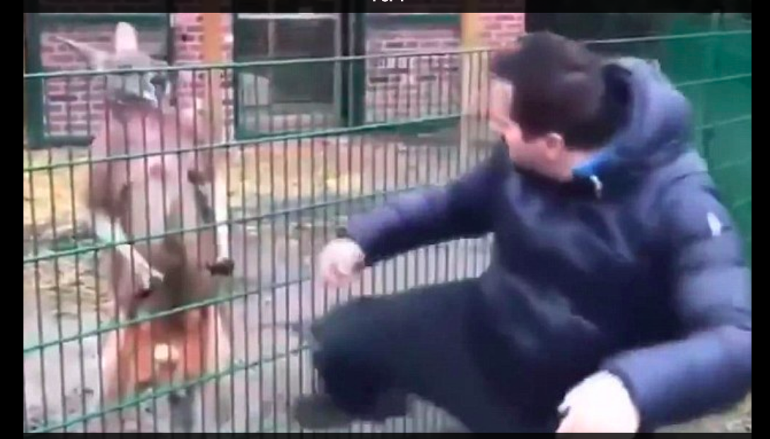 Citci tries to kick the frightened animal in the video. (Screenshot/Twitter)