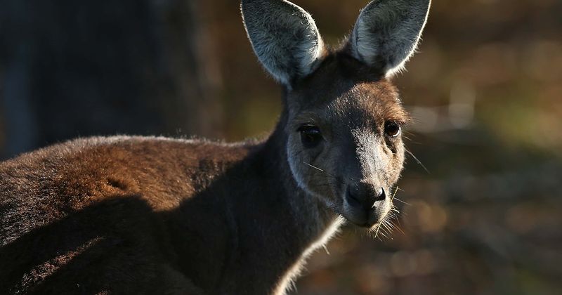Footage of sick televangelist punching frightened kangaroo in zoo sparks public outrage