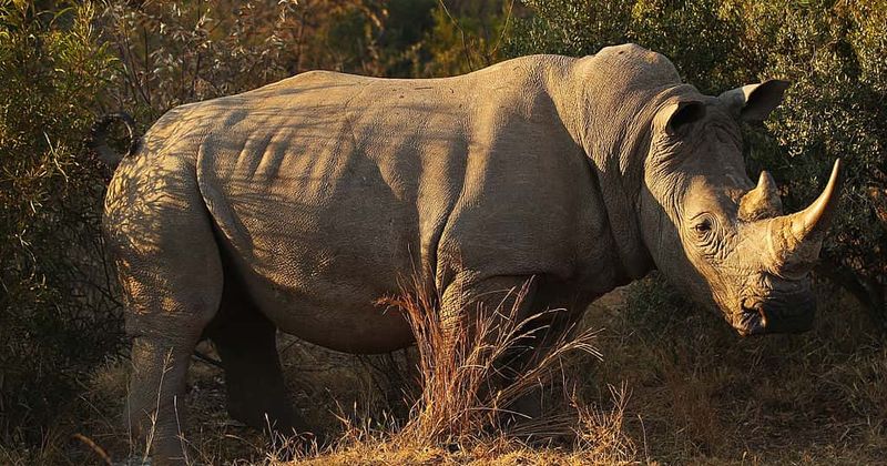 Footage of endangered white rhino being forced to parade and perform tricks in a Russian circus spurs social media outrage