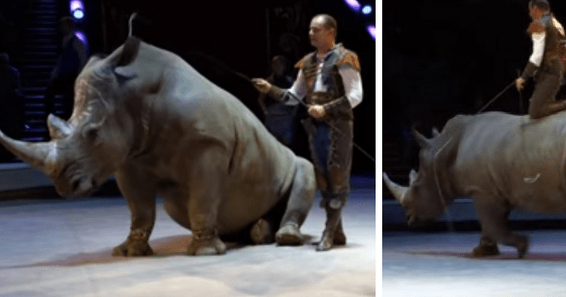 Footage of endangered white rhino being forced to parade and perform tricks in a Russian circus spurs social media outrage
