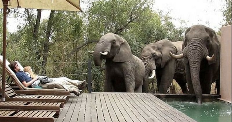 VIDEO: Stunned guests watch as wild elephants drop by hotel pool to have a drink on a sweltering day