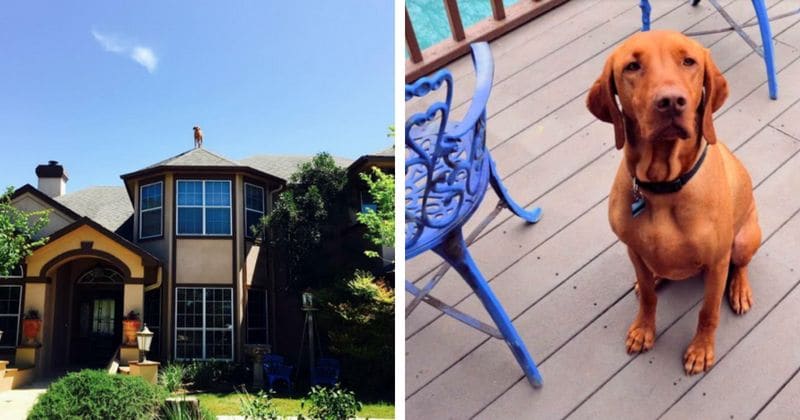 Adorable dog 'perches' himself on top of the house waiting for the owner to return