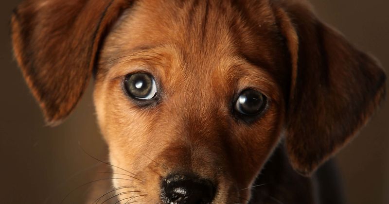 Adorable dog 'perches' himself on top of the house waiting for the owner to return