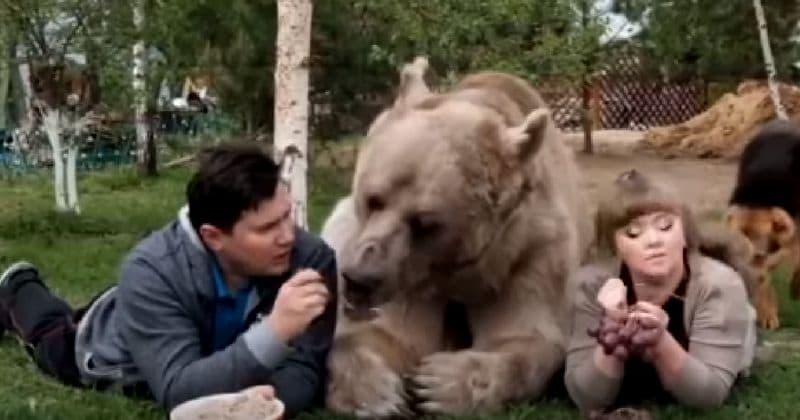 Watch: Couple living with grizzly bear they adopted 25 years ago say he 'loves people' and is 'very sociable'
