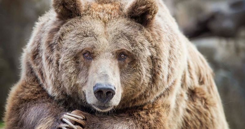 Watch: Couple living with grizzly bear they adopted 25 years ago say he 'loves people' and is 'very sociable'