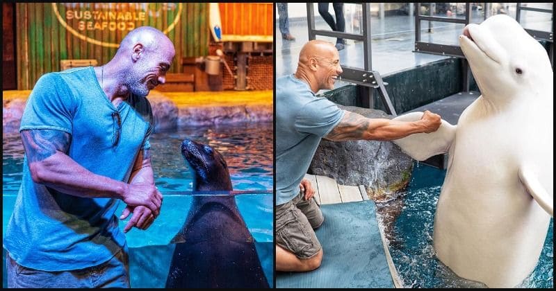 Dwayne Johnson slammed for 'supporting animals being kept in captivity' after posting video with sea lion