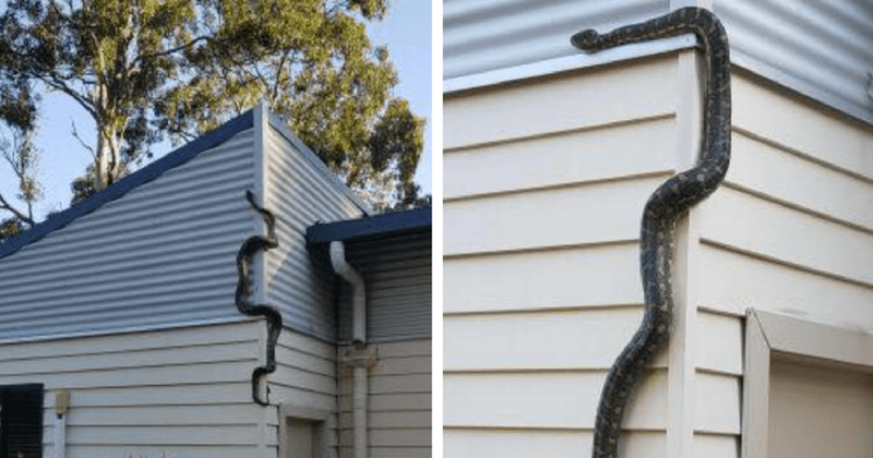 Man spots three-meter-long python slithering up the wall of his house, looking for a way to GET IN