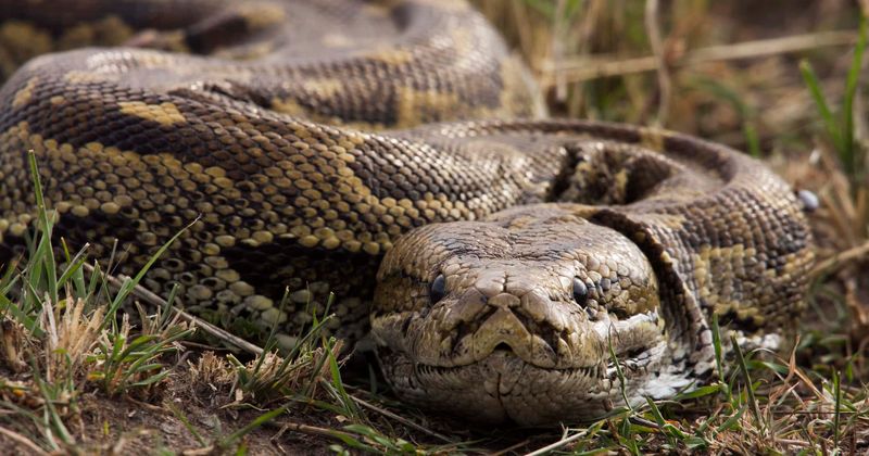Man spots three-meter-long python slithering up the wall of his house, looking for a way to GET IN