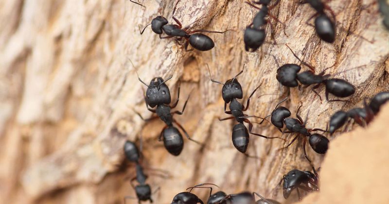 Watch: Ants construct a "living bridge" to attack a wasp nest