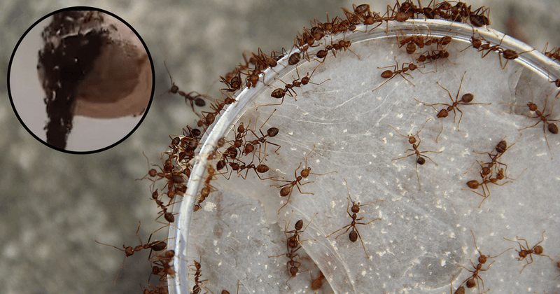 Watch: Ants construct a "living bridge" to attack a wasp nest
