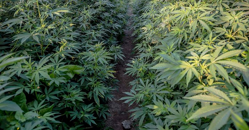 Marijuana growers refuse to evacuate California wildfire zone forcing firefighters to divert air tanker passes