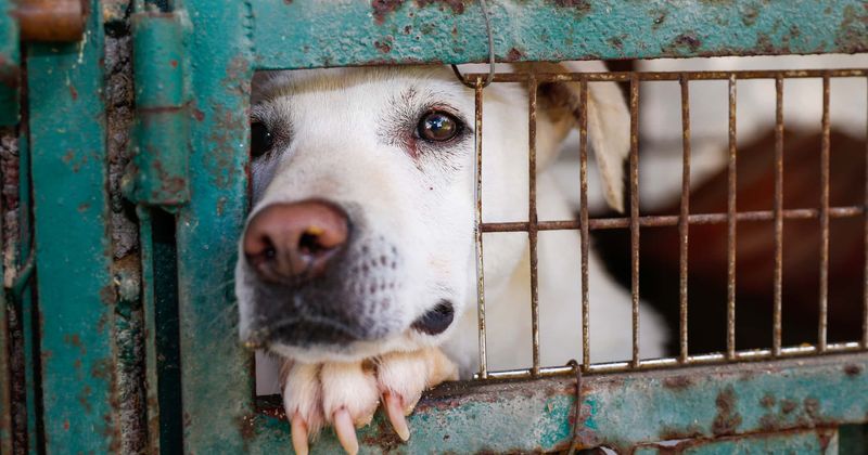Campaigners call for ban on dog meat, claim practice is on the rise across Europe