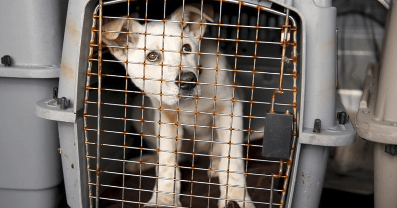 Campaigners call for ban on dog meat, claim practice is on the rise across Europe