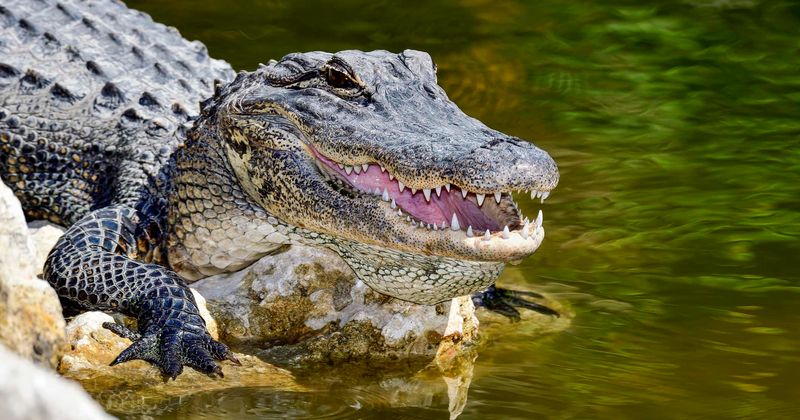 Student who posed with giant alligator for graduation photos says 'he's like a puppy'