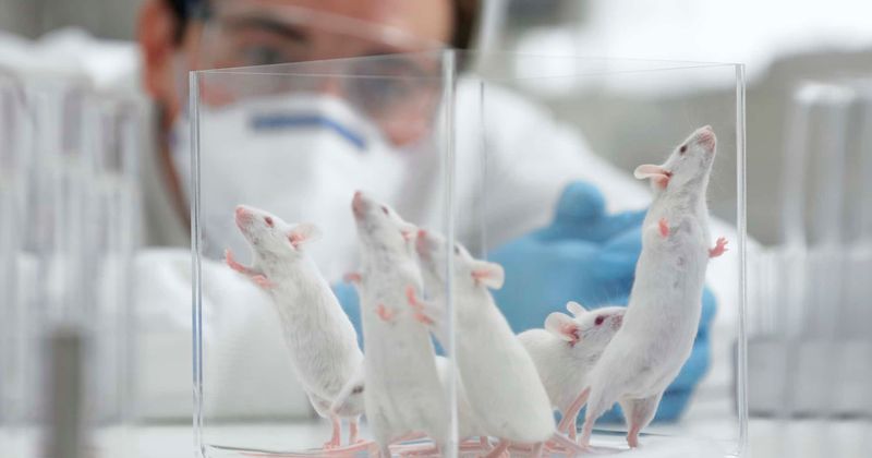 FDA slammed after allegations it plans to use 'fresh tissue' from aborted babies to create 'mice with a human immune system'