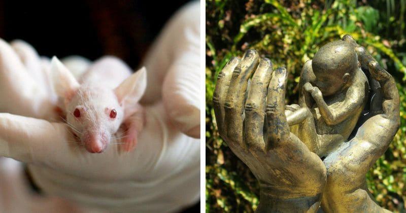 FDA slammed after allegations it plans to use 'fresh tissue' from aborted babies to create 'mice with a human immune system'