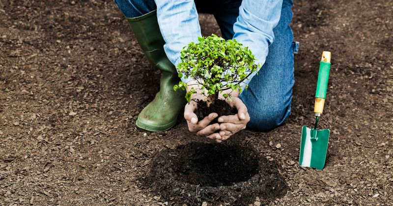 Every day, for 40 years, this man planted a tree on a desolate island, now he lives in Eden