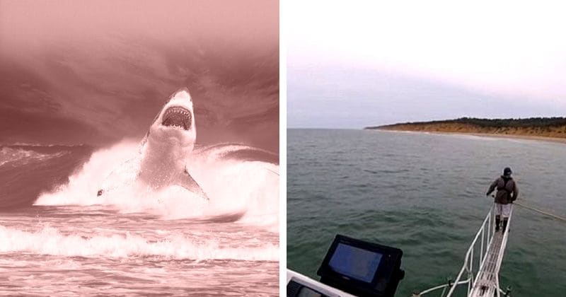 Watch: Great white shark leaps out of water with jaws wide open, misses marine biologist by inches