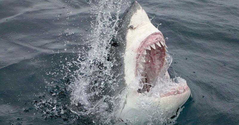 Watch: Great white shark leaps out of water with jaws wide open, misses marine biologist by inches