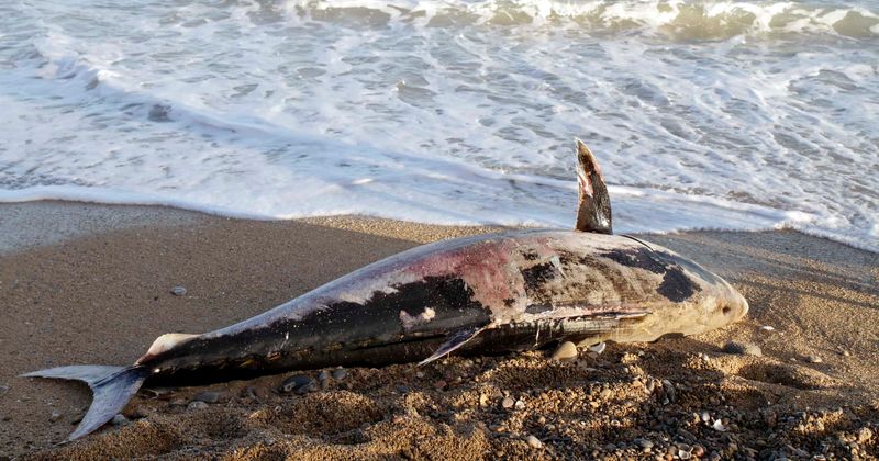 30-foot 'globster' with 'eyes the size of dinner plates' washes up on Alaskan shore